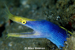 Blue Ribbon Eel by Brian Welman 